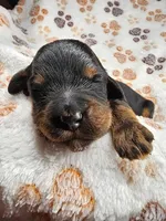 Katze, a female Gordon Setter and Poodle - Standard  for sale in Holmen, WI – 4 of 6
