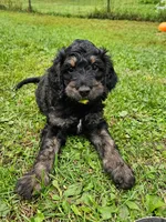 Dragon Fly, a male Goldendoodle for sale in Holmen, WI – 2 of 9