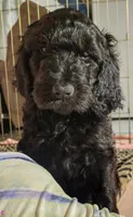Panna, a female Goldendoodle for sale in Holmen, WI – 7 of 8