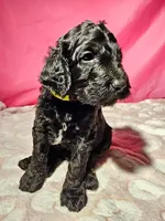 Beldam, a male Gordon Setter and Poodle - Standard  for sale in Holmen, WI – 5 of 6