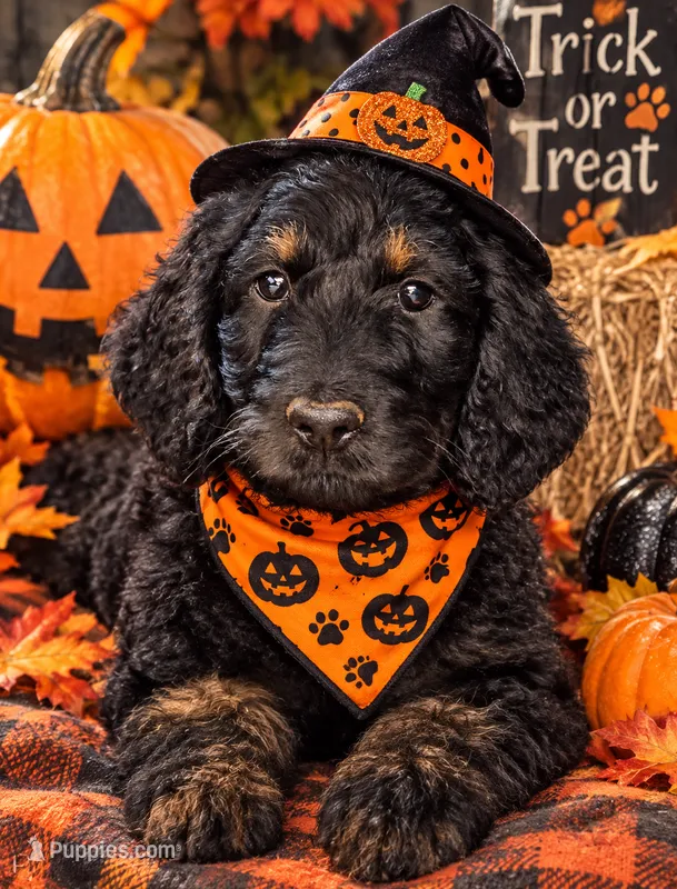 Panna – Gordon Setter, Poodle - Standard  puppy for sale in Holmen, WI