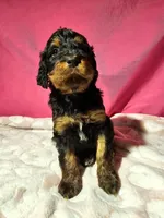 Katze, a female Gordon Setter and Poodle - Standard  for sale in Holmen, WI – 6 of 6