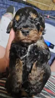 Ghost, a male Gordon Setter and Poodle - Standard  for sale in Holmen, WI – 5 of 6