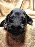 Dragon Fly, a male Gordon Setter and Poodle - Standard  for sale in Holmen, WI – 6 of 6