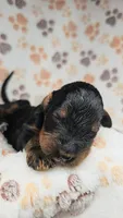 Mr. Bobinsky, a male Gordon Setter and Poodle - Standard  for sale in Holmen, WI – 2 of 6