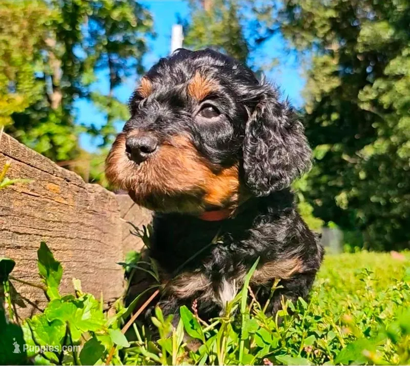 Ghost – Goldendoodle puppy for sale in Holmen, WI