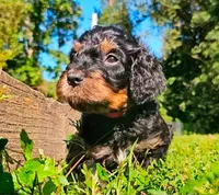 Ghost, a male Goldendoodle for sale in Holmen, WI – 1 of 7