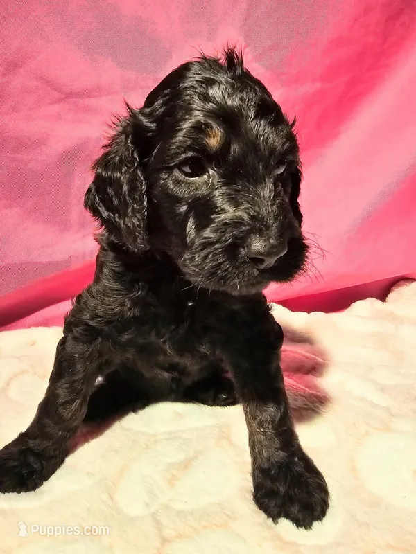 Dragon Fly – Gordon Setter, Poodle - Standard  puppy for sale in Holmen, WI