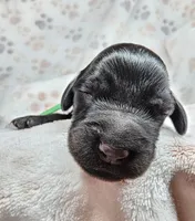 Beldam, a male Gordon Setter and Poodle - Standard  for sale in Holmen, WI – 4 of 6