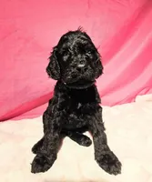 Coraline, a female Gordon Setter and Poodle - Standard  for sale in Holmen, WI – 6 of 6