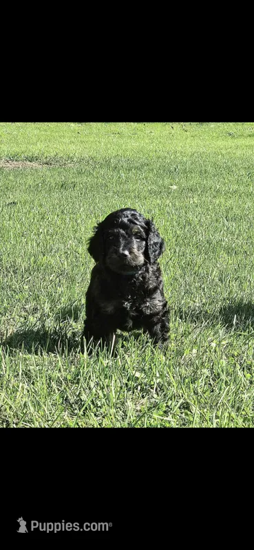 Beldam – Goldendoodle puppy for sale in Holmen, WI