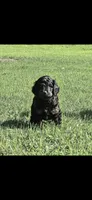 Beldam, a male Goldendoodle for sale in Holmen, WI – 1 of 6