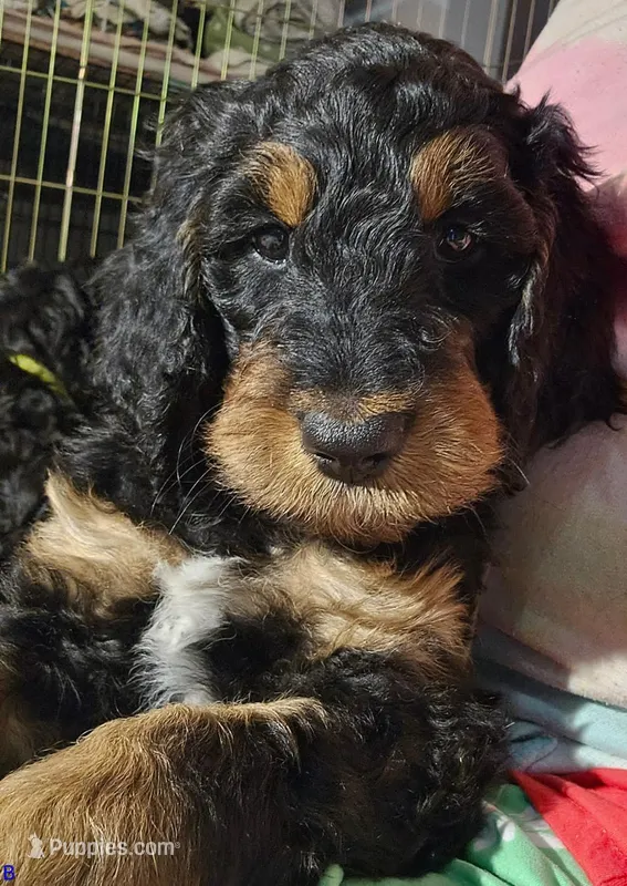 Mr. Bobinsky – Goldendoodle puppy for sale in Holmen, WI
