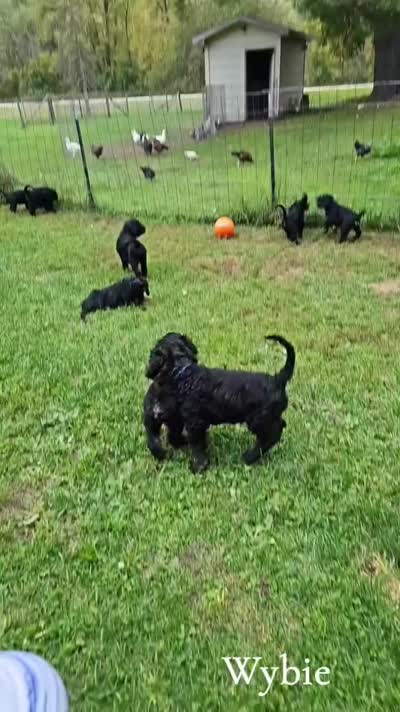 Ghost, a male Goldendoodle for sale in Holmen, WI – 7 of 7