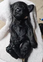 Panna, a female Gordon Setter and Poodle - Standard  for sale in Holmen, WI – 4 of 4