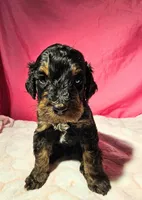 Ghost, a male Gordon Setter and Poodle - Standard  for sale in Holmen, WI – 3 of 6