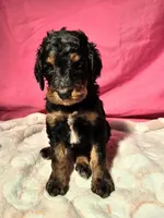 Mr. Bobinsky, a male Gordon Setter and Poodle - Standard  for sale in Holmen, WI – 4 of 6