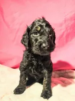 Panna, a female Gordon Setter and Poodle - Standard  for sale in Holmen, WI – 1 of 4