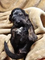 Dragon Fly, a male Gordon Setter and Poodle - Standard  for sale in Holmen, WI – 5 of 6
