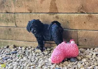 Coraline, a female Goldendoodle for sale in Holmen, WI – 2 of 8