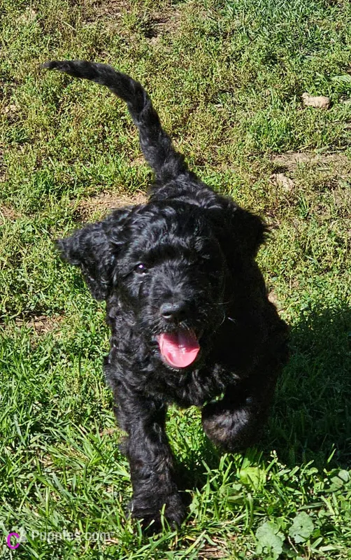 Coraline – Goldendoodle puppy for sale in Holmen, WI