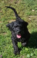 Coraline, a female Goldendoodle for sale in Holmen, WI – 1 of 8