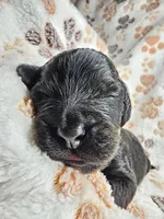 Wybie, a male Gordon Setter and Poodle - Standard  for sale in Holmen, WI – 4 of 4