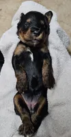 Katze, a female Gordon Setter and Poodle - Standard  for sale in Holmen, WI – 5 of 6