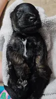 Dragon Fly, a male Gordon Setter and Poodle - Standard  for sale in Holmen, WI – 4 of 6