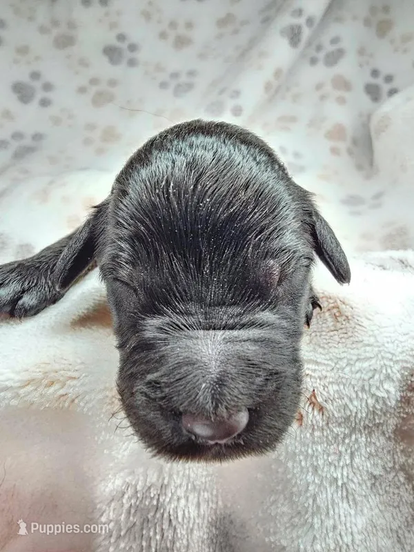 Coraline – Gordon Setter, Poodle - Standard  puppy for sale in Holmen, WI