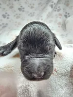Coraline, a female Gordon Setter and Poodle - Standard  for sale in Holmen, WI – 1 of 6