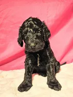 Beldam, a male Gordon Setter and Poodle - Standard  for sale in Holmen, WI – 6 of 6