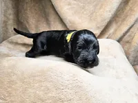 Wybie, a male Gordon Setter and Poodle - Standard  for sale in Holmen, WI – 2 of 4