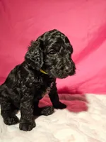 Beldam, a male Gordon Setter and Poodle - Standard  for sale in Holmen, WI – 2 of 6