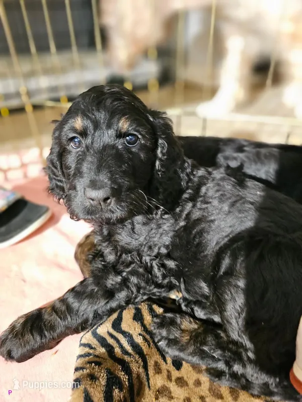 Panna – Goldendoodle puppy for sale in Holmen, WI