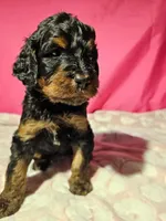 Katze, a female Gordon Setter and Poodle - Standard  for sale in Holmen, WI – 3 of 6