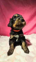 Ghost, a male Gordon Setter and Poodle - Standard  for sale in Holmen, WI – 2 of 6