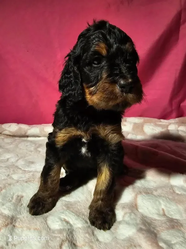 Katze – Gordon Setter, Poodle - Standard  puppy for sale in Holmen, WI