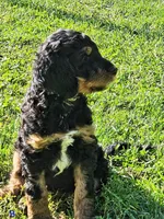 Mr. Bobinsky, a male Goldendoodle for sale in Holmen, WI – 2 of 8