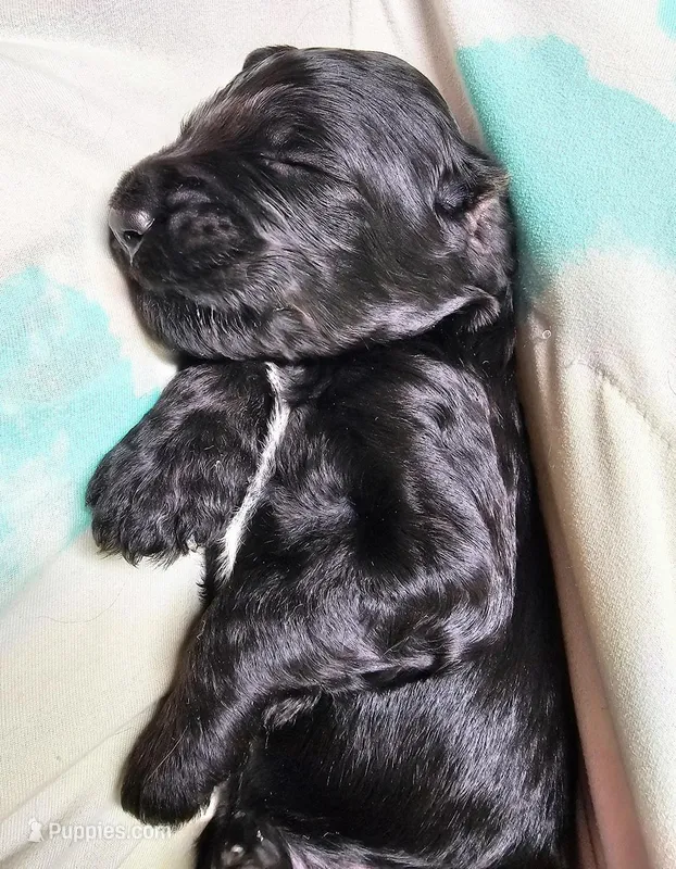 Beldam – Gordon Setter, Poodle - Standard  puppy for sale in Holmen, WI