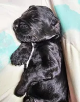 Beldam, a male Gordon Setter and Poodle - Standard  for sale in Holmen, WI – 1 of 6