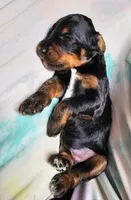 Mr. Bobinsky, a male Gordon Setter and Poodle - Standard  for sale in Holmen, WI – 6 of 6