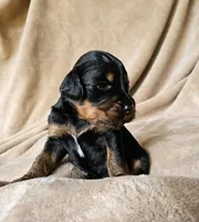Katze, a female Gordon Setter and Poodle - Standard  for sale in Holmen, WI – 2 of 6