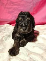 Dragon Fly, a male Gordon Setter and Poodle - Standard  for sale in Holmen, WI – 2 of 6