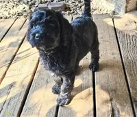 Wybie, a male Goldendoodle for sale in Holmen, WI – 5 of 6