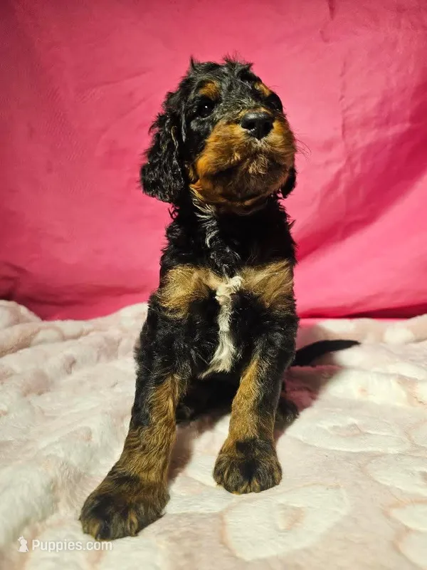 Mr. Bobinsky – Gordon Setter, Poodle - Standard  puppy for sale in Holmen, WI