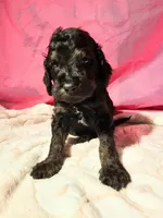 Dragon Fly, a male Gordon Setter and Poodle - Standard  for sale in Holmen, WI – 3 of 6