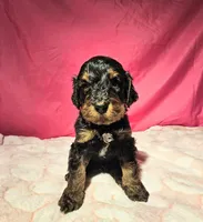 Ghost, a male Gordon Setter and Poodle - Standard  for sale in Holmen, WI – 4 of 6