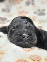 Panna, a female Gordon Setter and Poodle - Standard  for sale in Holmen, WI – 2 of 4
