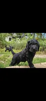 Beldam, a male Goldendoodle for sale in Holmen, WI – 2 of 6